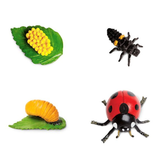 Safari LTD levenscyclus van het lieveheersbeestje
