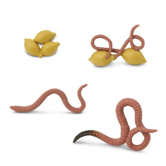 Safari LTD levenscyclus van de regenworm