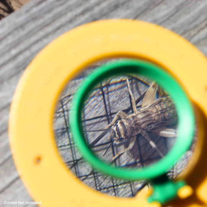 Insectenpotje met vergrootglas