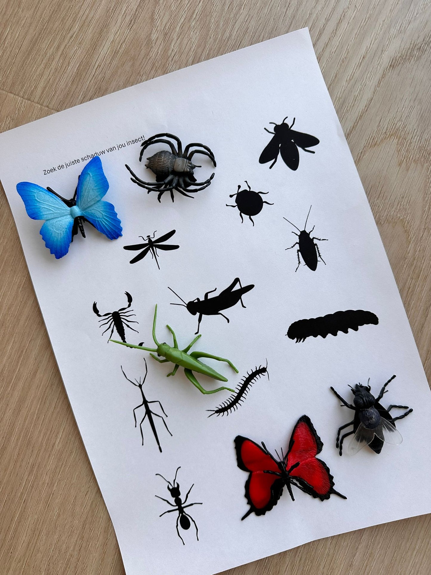 Sensorische box "Insecten"